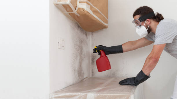 Professional Mold Cleanup technician working in Greenville, TX